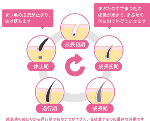 まつ毛の毛周期について