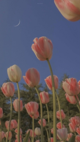 キャンセル規定